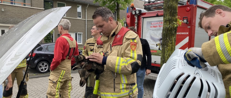 Brandweer bevrijdt miauwende verstekeling