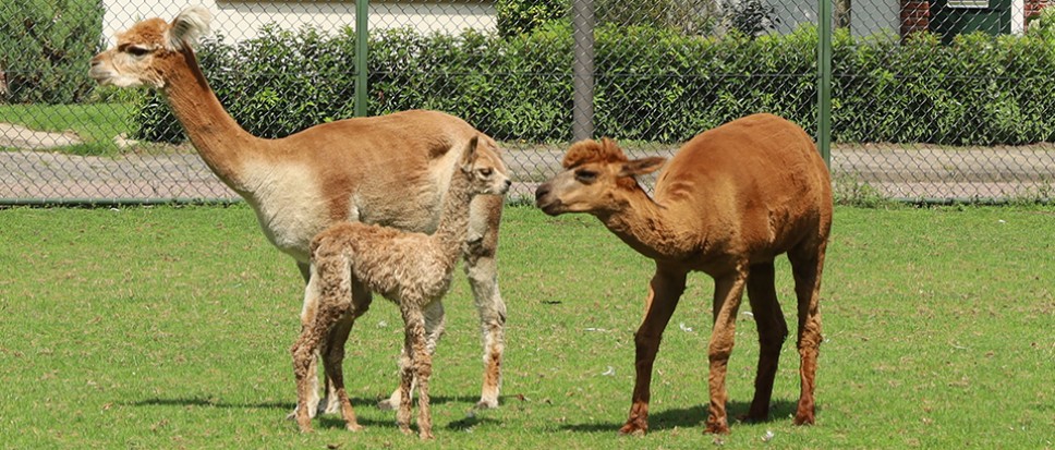 Henk en Jacqueline hebben een baby