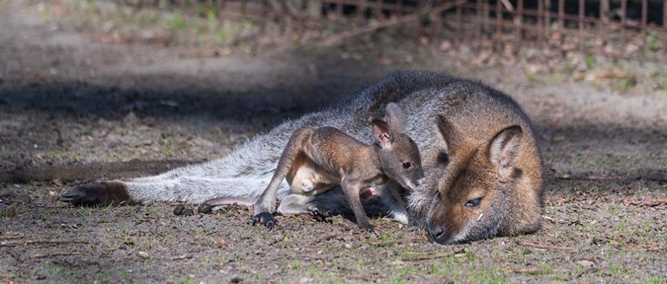 Wie bedenkt een naam voor de kleine wallaby?