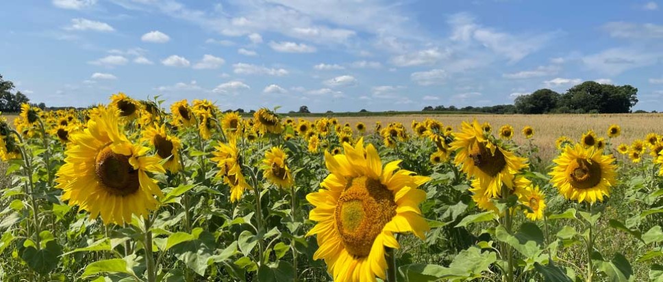 Kleurrijke akkerbouw op de essen