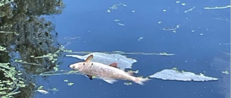 Zeldzame �prop� doodt vele vissen in Bornse Beek
