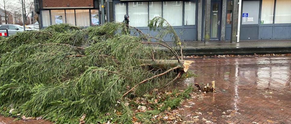 Hoge bomen vangen veel wind