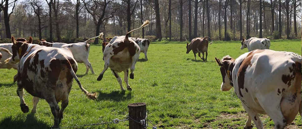 De koeien mogen de wei weer in