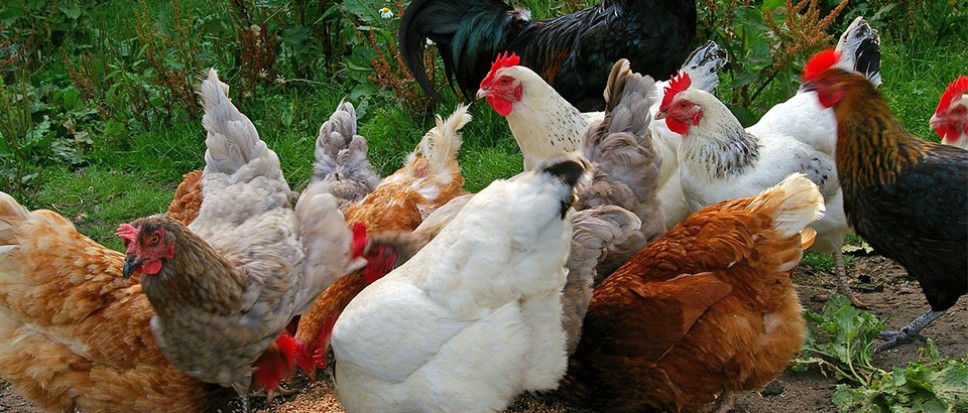 Vogelgriep vastgesteld in Bornerbroek