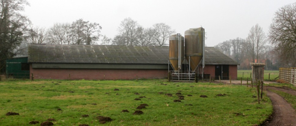 Ophef om varkens aan Oude Bieffel