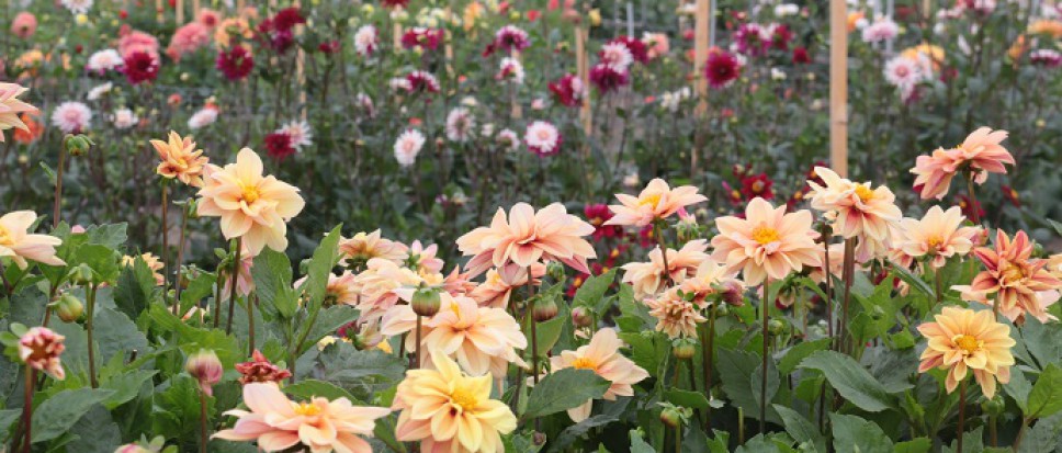 Open dagen Floralia opnieuw in aangepaste vorm