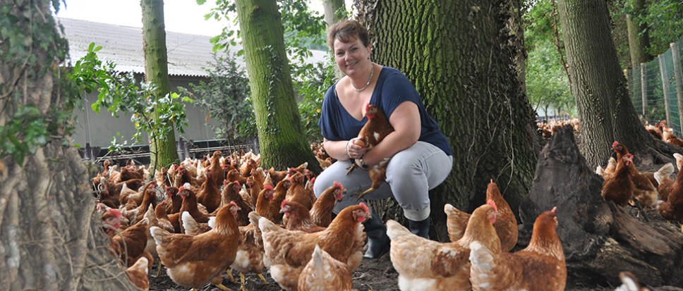 12.000 kippen op ontdekkingstocht