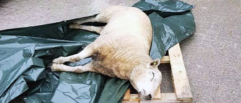 Schaap gezinshuis dood aangetroffen