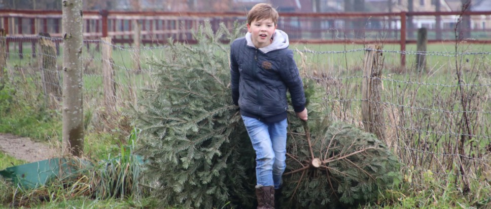 Kerstbomen uit alle hoeken en gaten