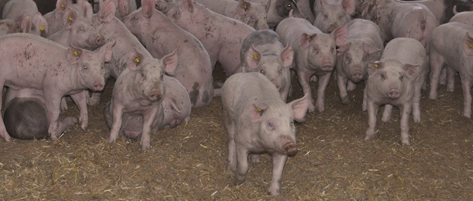 Wijkvereniging Stroom Esch wil geen varkens