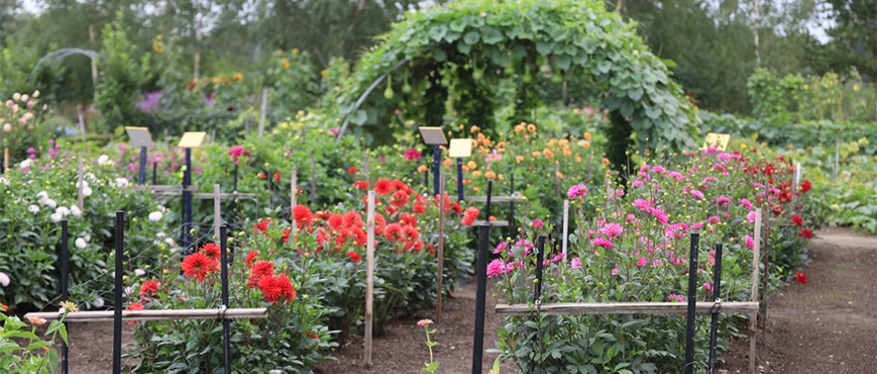 Dahlias in de hoofdrol