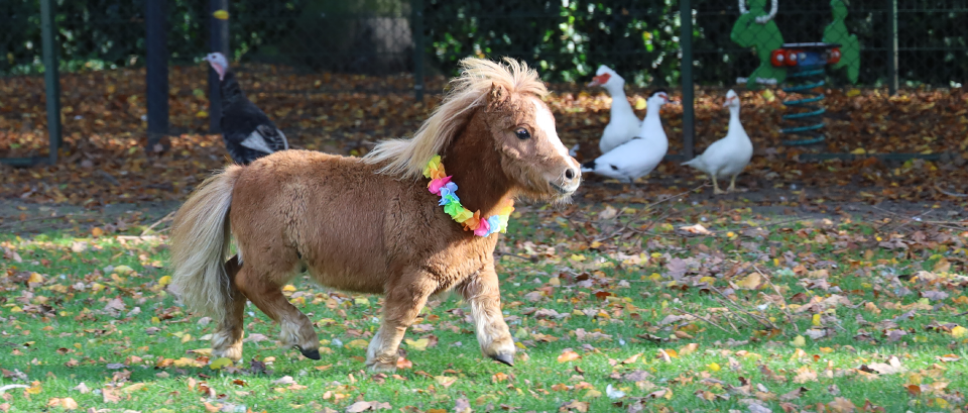 Polly is vertrokken uit het hertenkampje