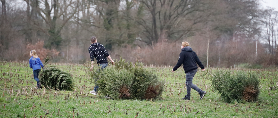 Slepen met de kerstboom